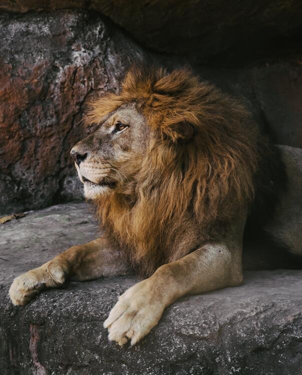 león