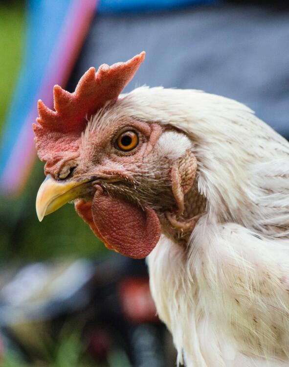 gallina