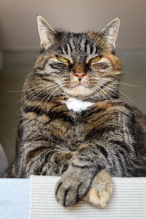 gato